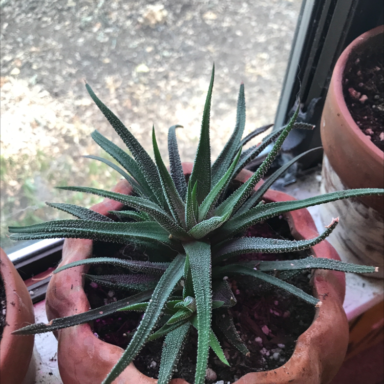 Zebra Plant plant photo by @alexandria.lw named Bob on Greg, the plant care app.