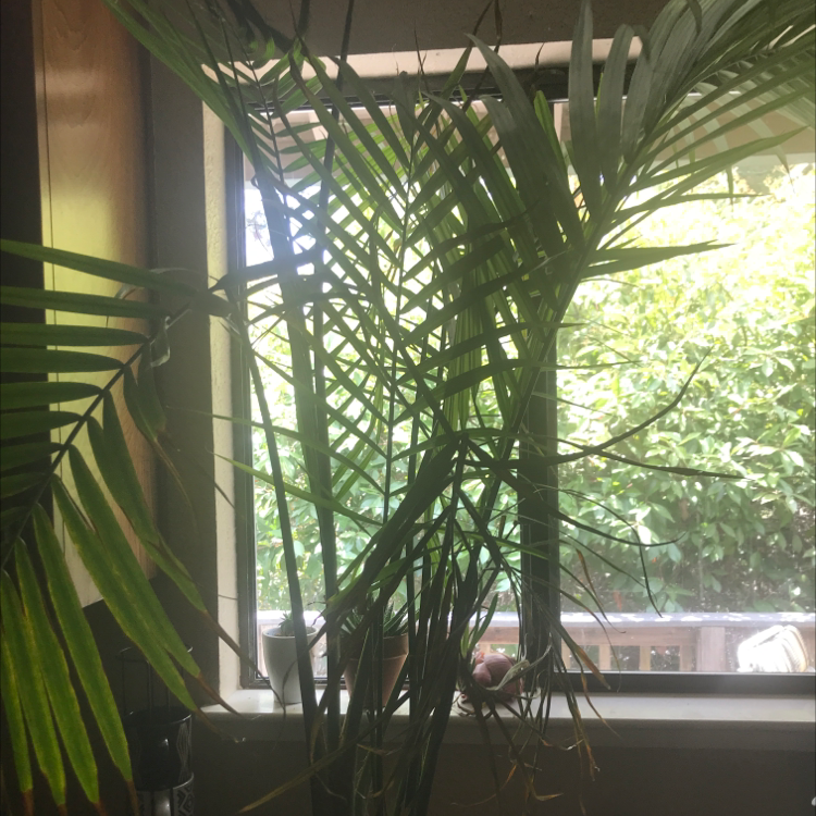 Kentia Palm plant photo by @alexandria.lw named Your plant on Greg, the plant care app.