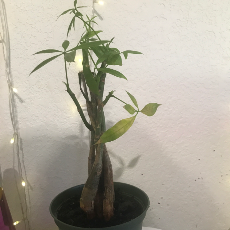 Money Tree plant photo by @alexandria.lw named Stella on Greg, the plant care app.