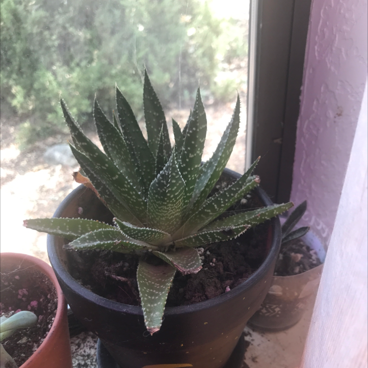 Zebra Plant plant photo by @alexandria.lw named Luna on Greg, the plant care app.