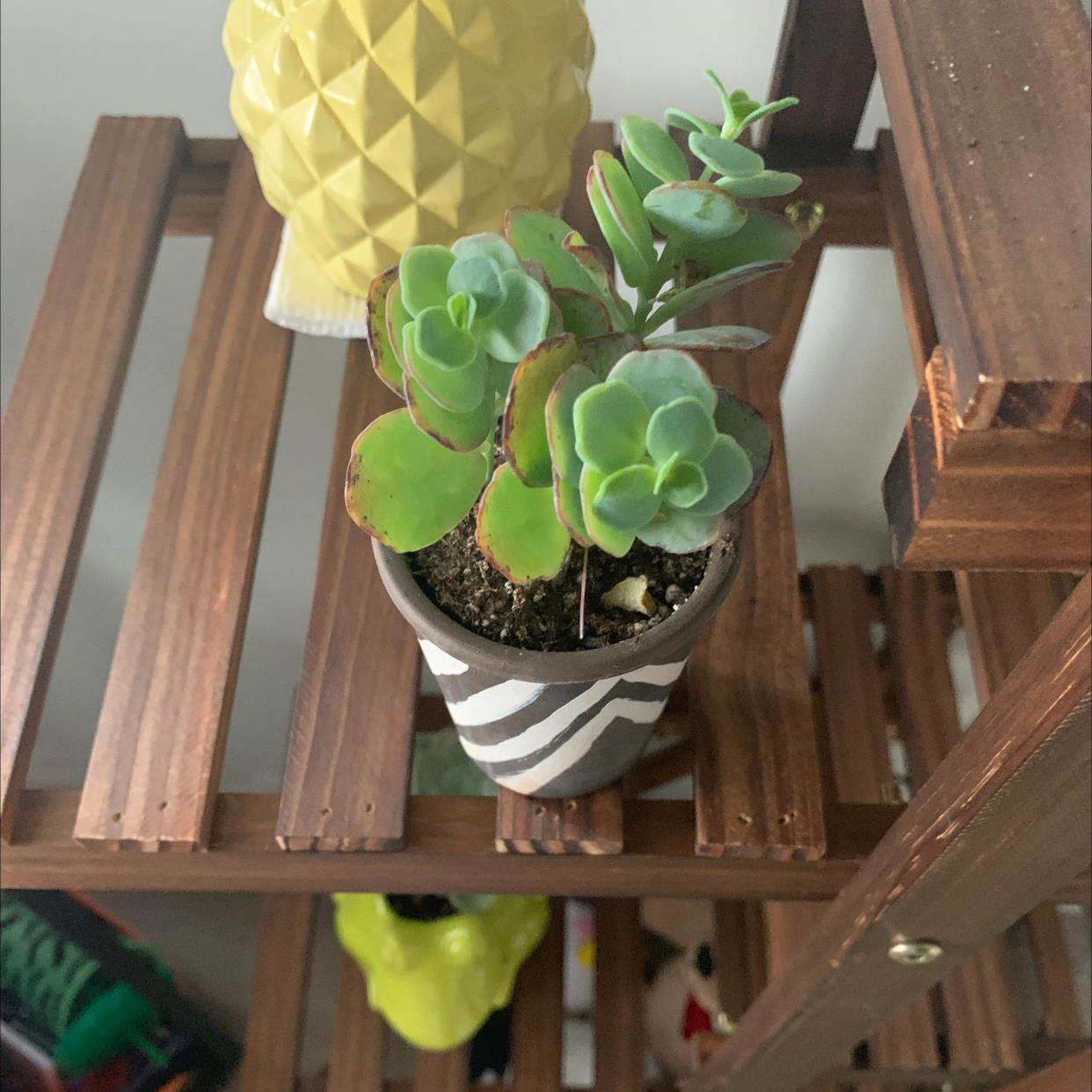 Potted Marnier's Kalanchoe succulent on a wooden shelf, appears healthy.