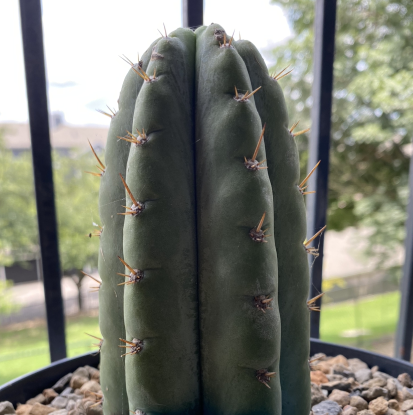 San Pedro Cactus in a pot with visible soil and rocks, healthy green color.