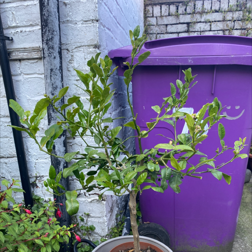Makrut Lime plant in a pot outdoors near a purple bin, with healthy green leaves.