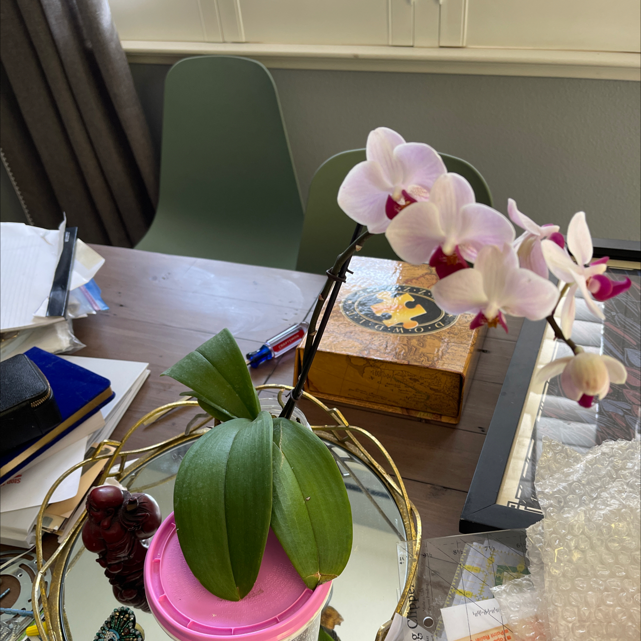 Photo of the plant species Black Velvet Jewel Orchid by Rachaelle named LR Orchid on Greg, the plant care app
