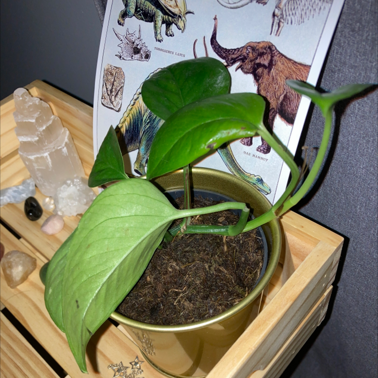 Taro Vine plant photo by @witchyzodiacgirl named Algernon on Greg, the plant care app.