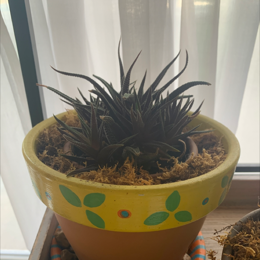 Zebra Plant plant photo by @Syalbert named Robert Plant on Greg, the plant care app.