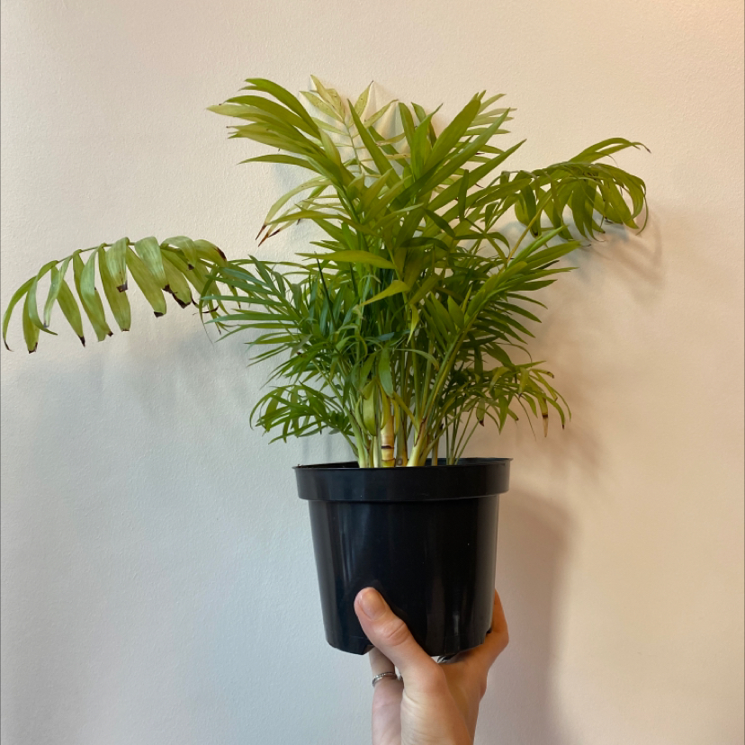 Parlour Palm plant photo by @KimberleyMegan named Your plant on Greg, the plant care app.