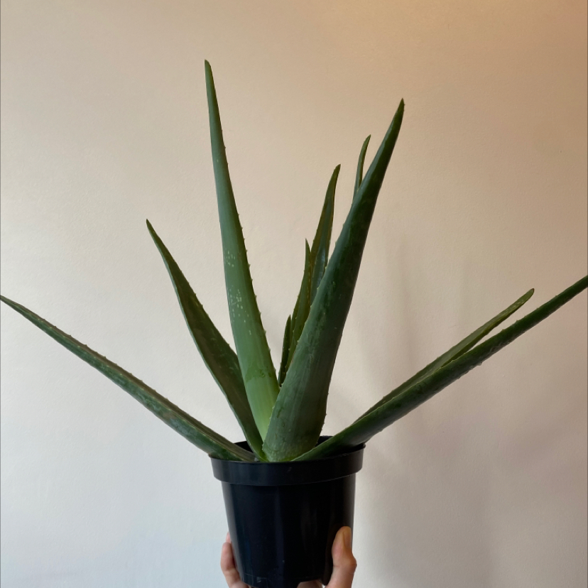 Aloe vera plant photo by @KimberleyMegan named Vera on Greg, the plant care app.