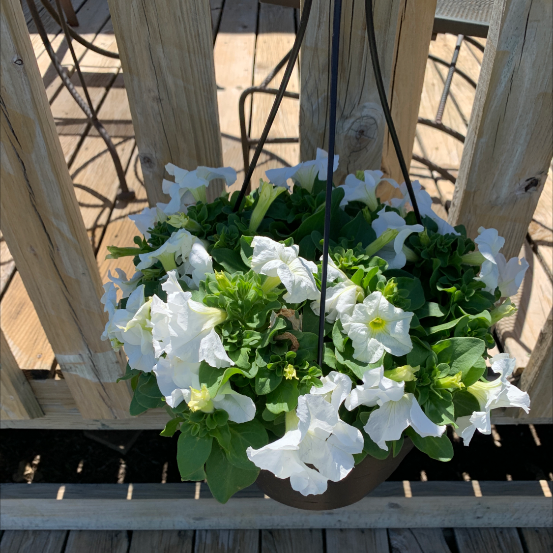 Hanging pot of Large White Petunia with numerous white flowers and green foliage.