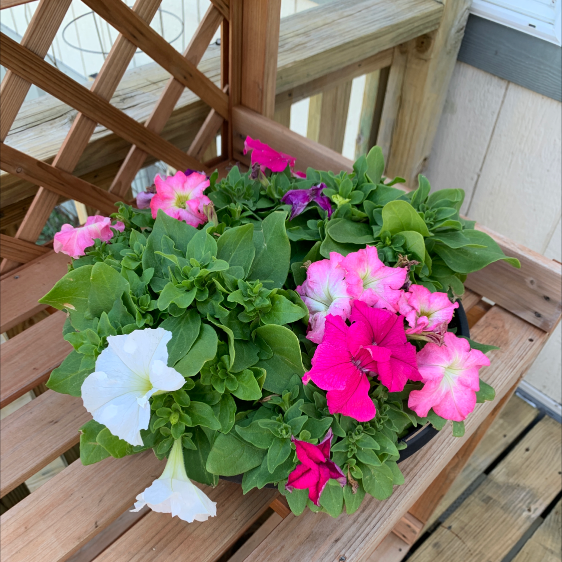 Large White Petunia plant with vibrant flowers in white, pink, and magenta on a wooden bench.