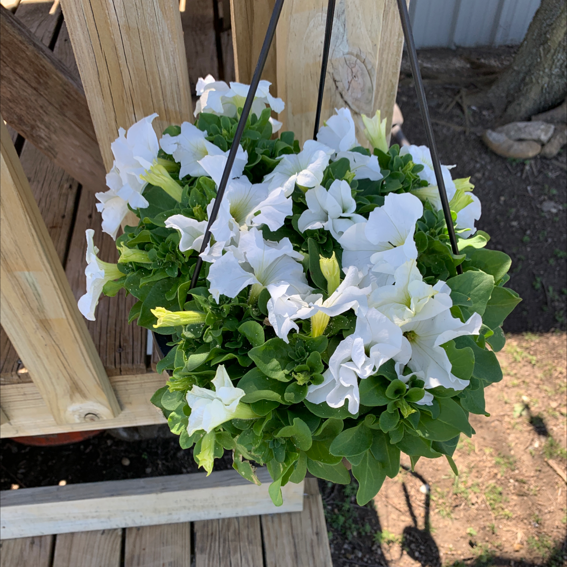 Hanging basket of Large White Petunia with numerous white flowers and healthy green leaves.