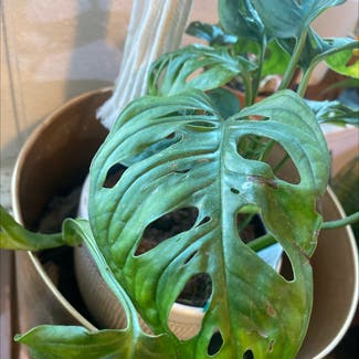 Window Leaf plant in Somewhere on Earth
