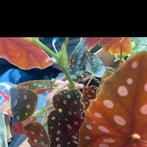 Polka Dot Begonia plant photo by Swellsquid768 named Iamgroot on Greg, the plant care app.