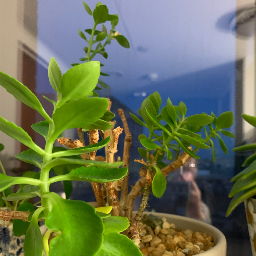 Florist Kalanchoe plant photo by Sarah elise named Plato on Greg, the plant care app.