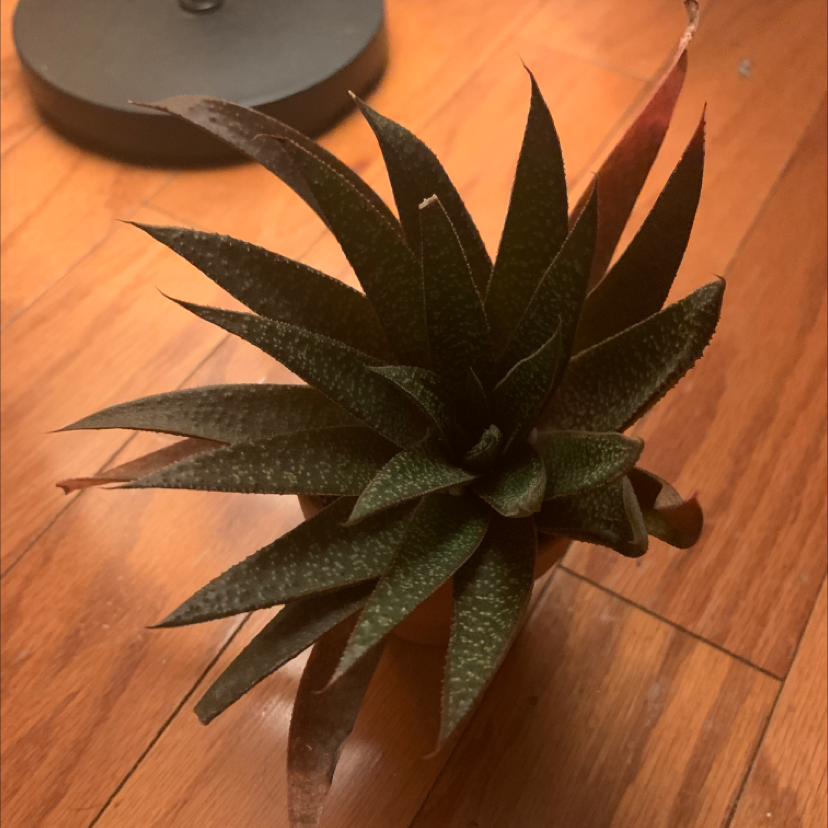 Zebra Plant plant photo by @JessFlyAway named Kichijōten on Greg, the plant care app.