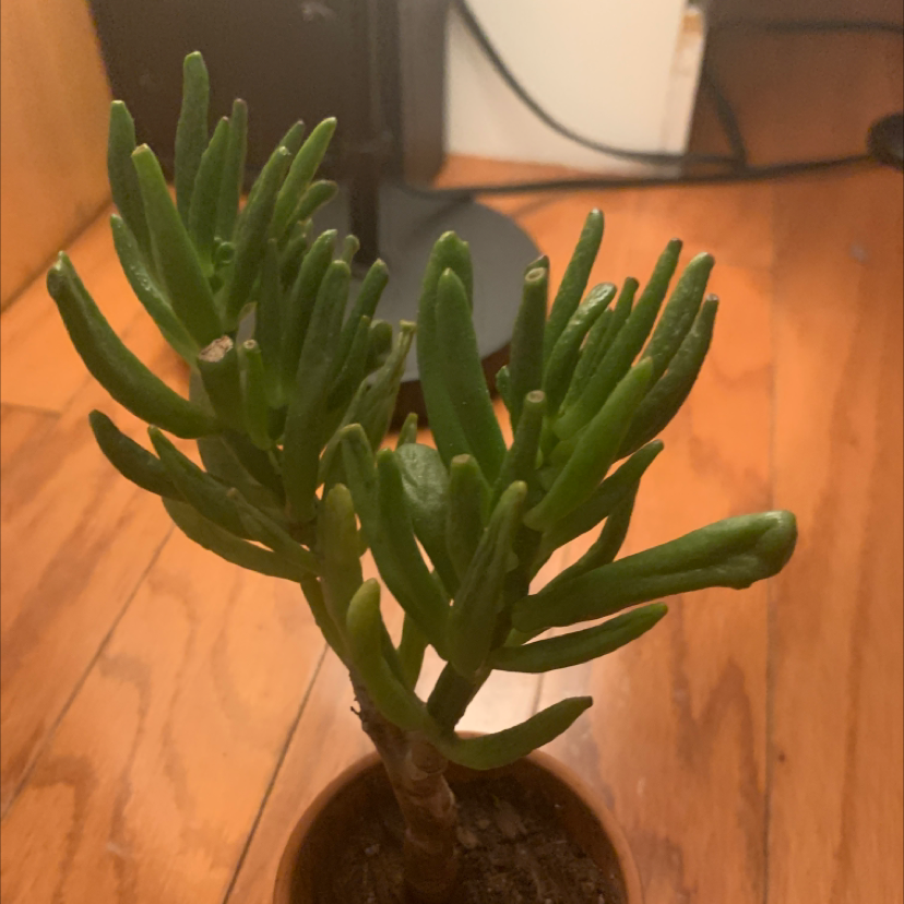 Lucky Plant plant photo by @JessFlyAway named Freyja on Greg, the plant care app.