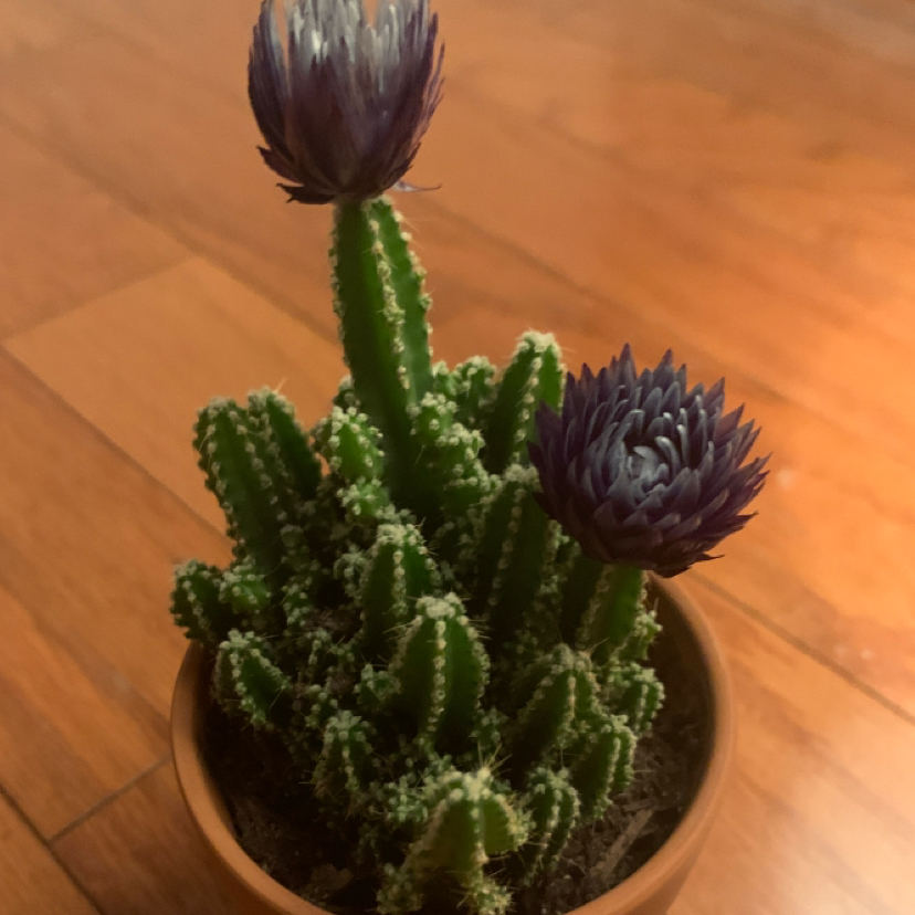Photo of the plant species Eve's Needle Cactus by @JessFlyAway named Branwen on Greg, the plant care app