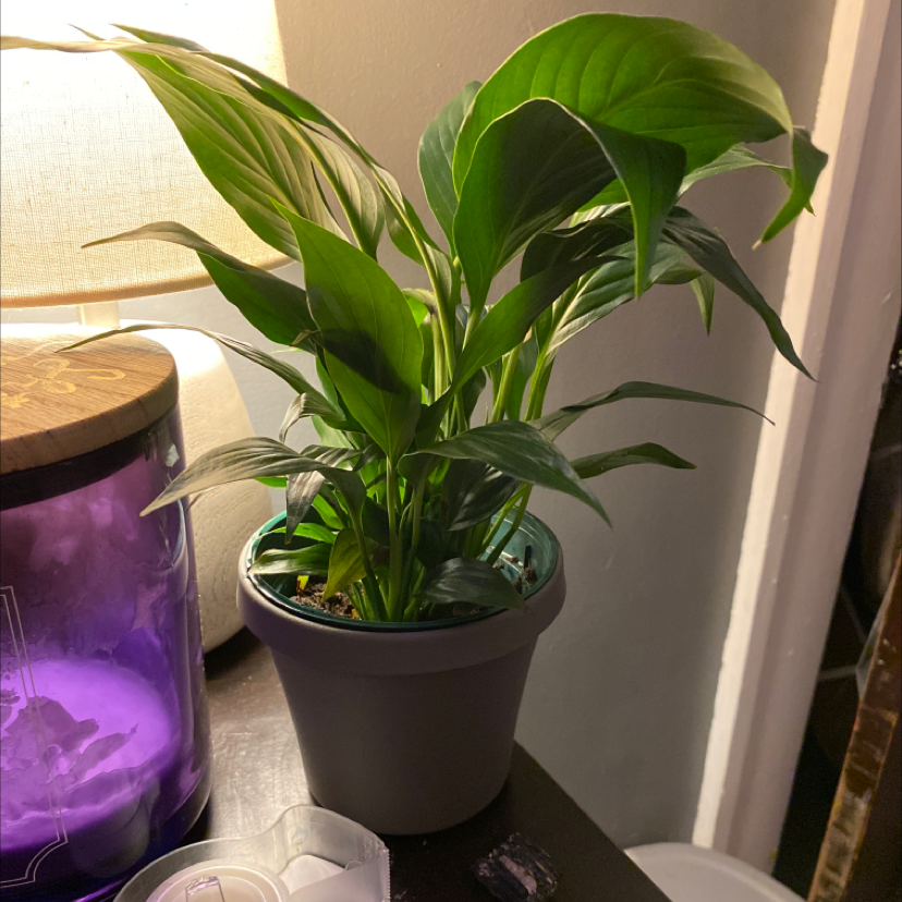 Peace Lily plant photo by @thegreeks named apollo on Greg, the plant care app.