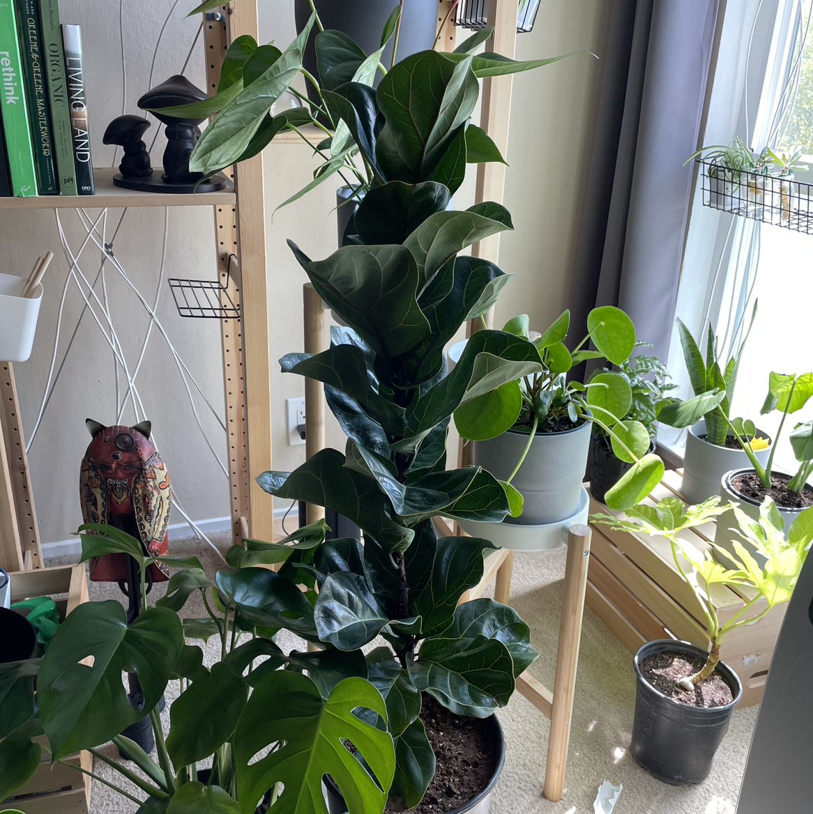 Dwarf Fiddle Leaf Fig plant in a well-lit indoor setting with vibrant green leaves.
