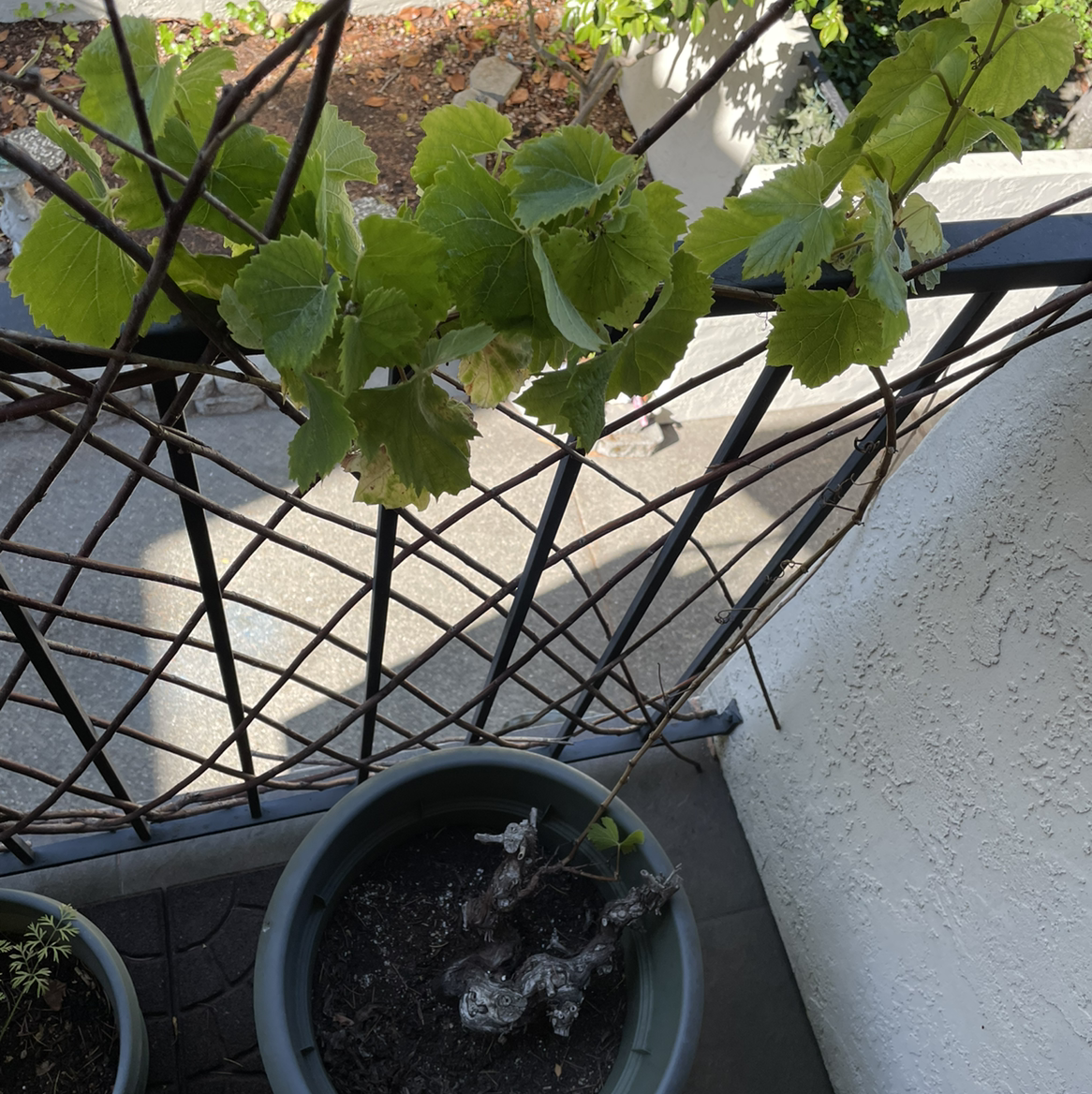 Photo of the plant species Wine Grape by @Fancystache named Dead Grapes on Greg, the plant care app