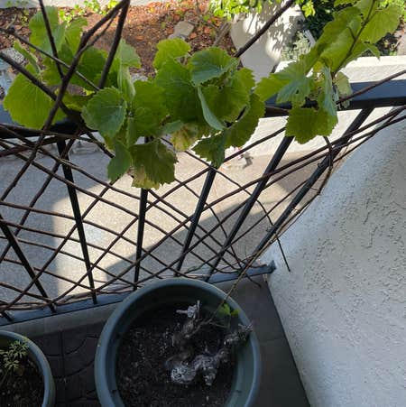 Photo of the plant species Vitis Vinifera by @Fancystache named Dead Grapes on Greg, the plant care app