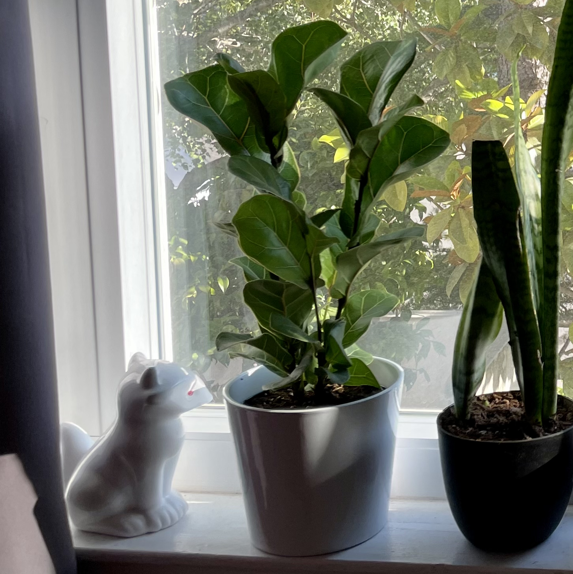 Dwarf Fiddle Leaf Fig plant on a windowsill, next to another plant and a ceramic figurine.