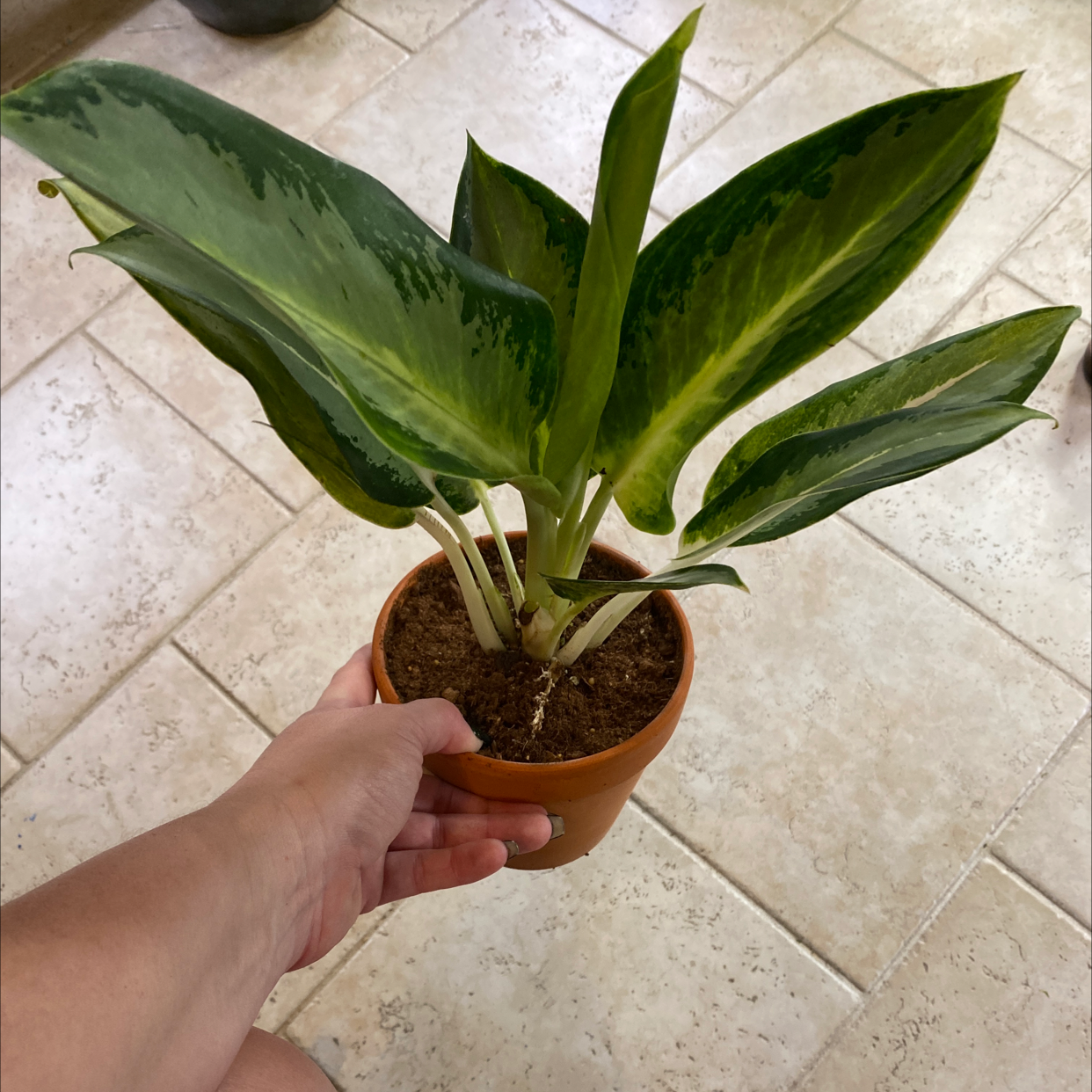 Plant care for Button Cactus on Greg, the plant care app