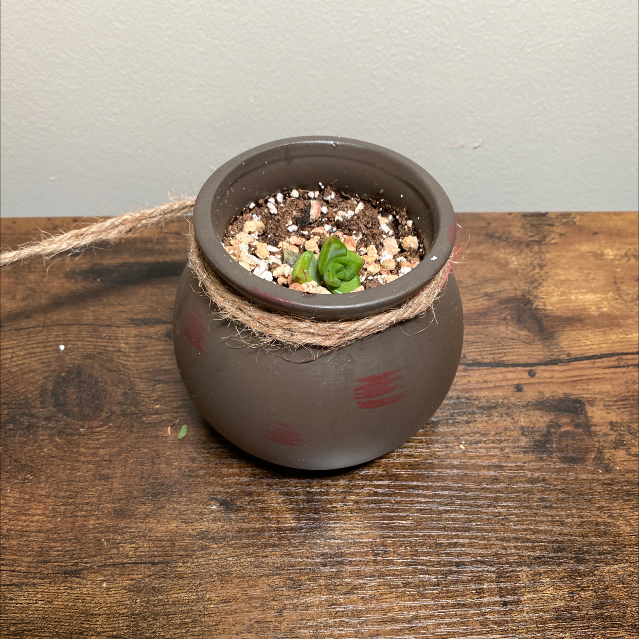Crassula 'Moonglow' plant in a pot with visible soil, healthy and well-framed.