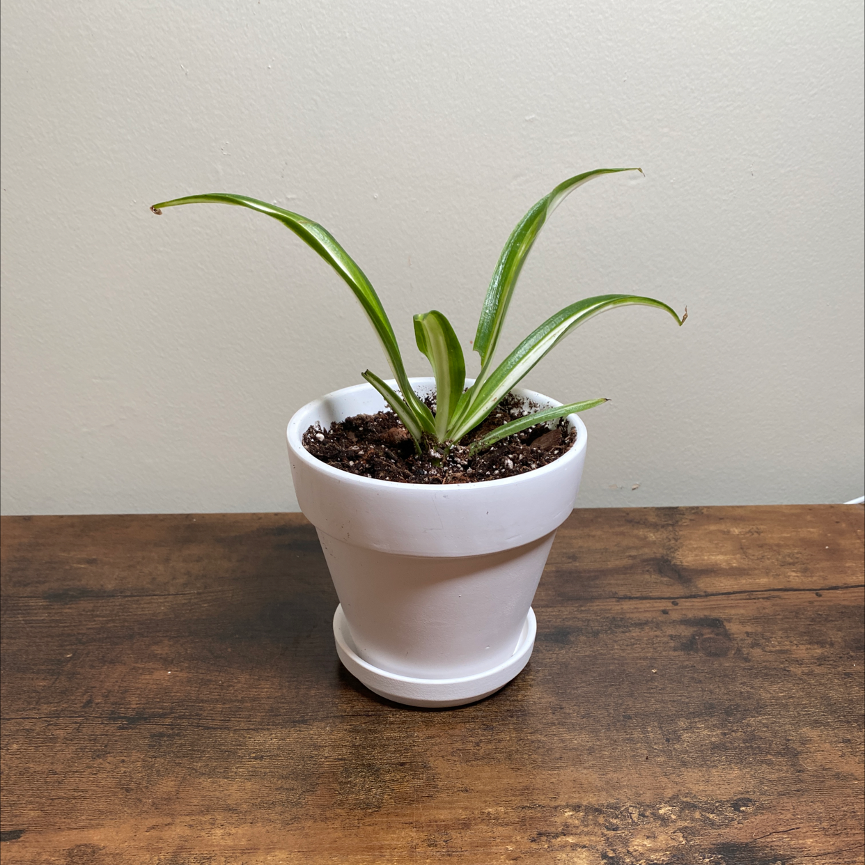 Photo of the plant species False Agave by @JungleBoujee named Sike on Greg, the plant care app