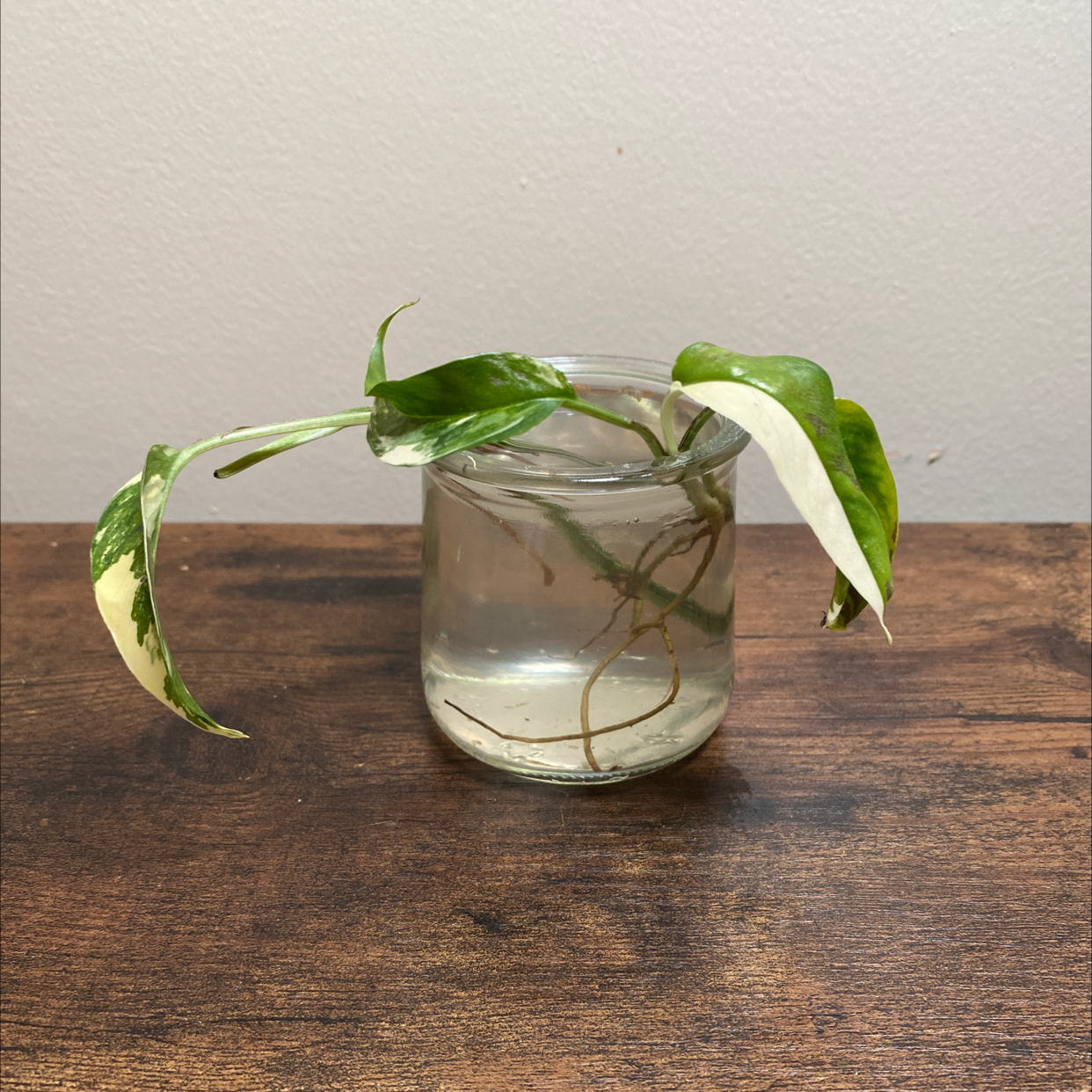 Photo of the plant species Albo Epipremnum Pinnatum by @JungleBoujee named Penny on Greg, the plant care app