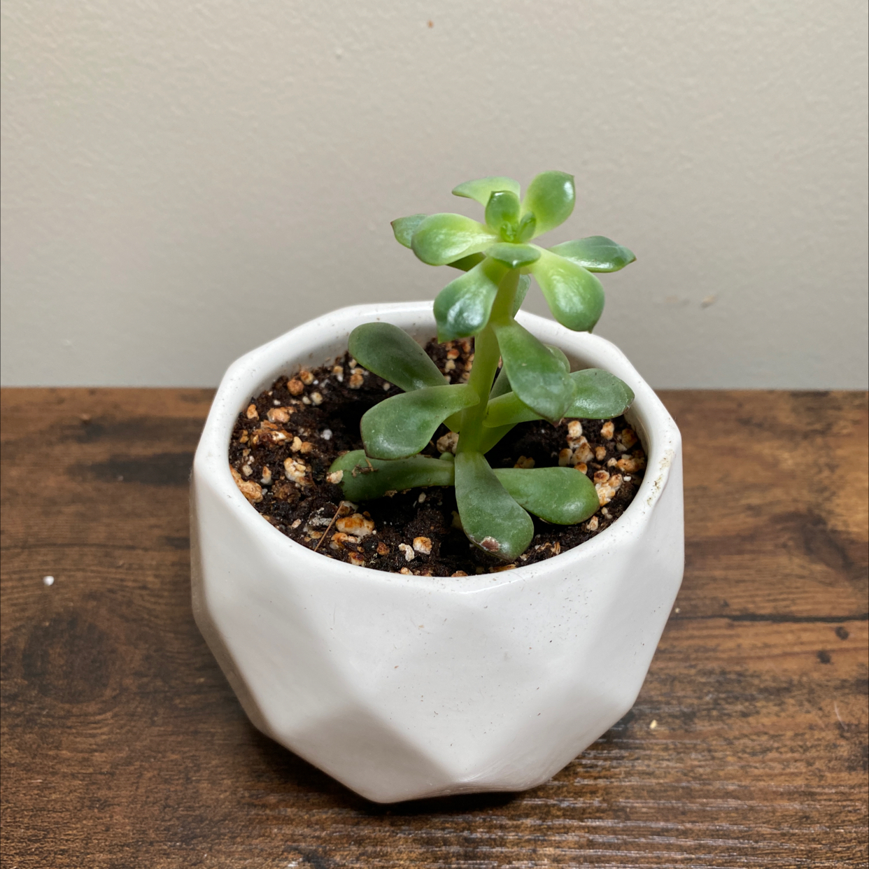 Photo of the plant species Echeveria tolimanensis by @JungleBoujee named Succulent Bustamonte on Greg, the plant care app