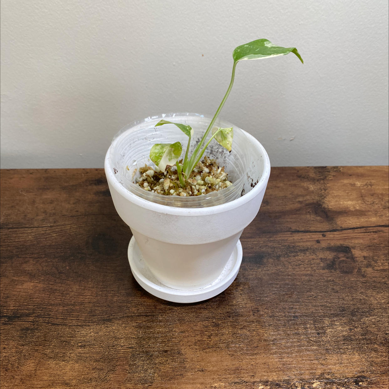 Photo of the plant species Thai Constellation Monstera by @JungleBoujee named Beep Beep on Greg, the plant care app