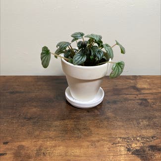 Silver Ripple Peperomia plant in Ocean Springs, Mississippi