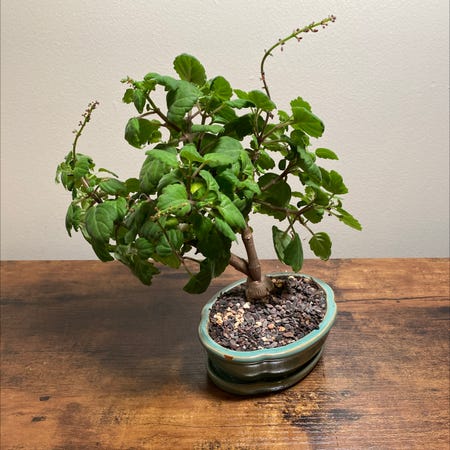 Photo of the plant species Bonsai Mint by @JungleBoujee named Bonnie on Greg, the plant care app