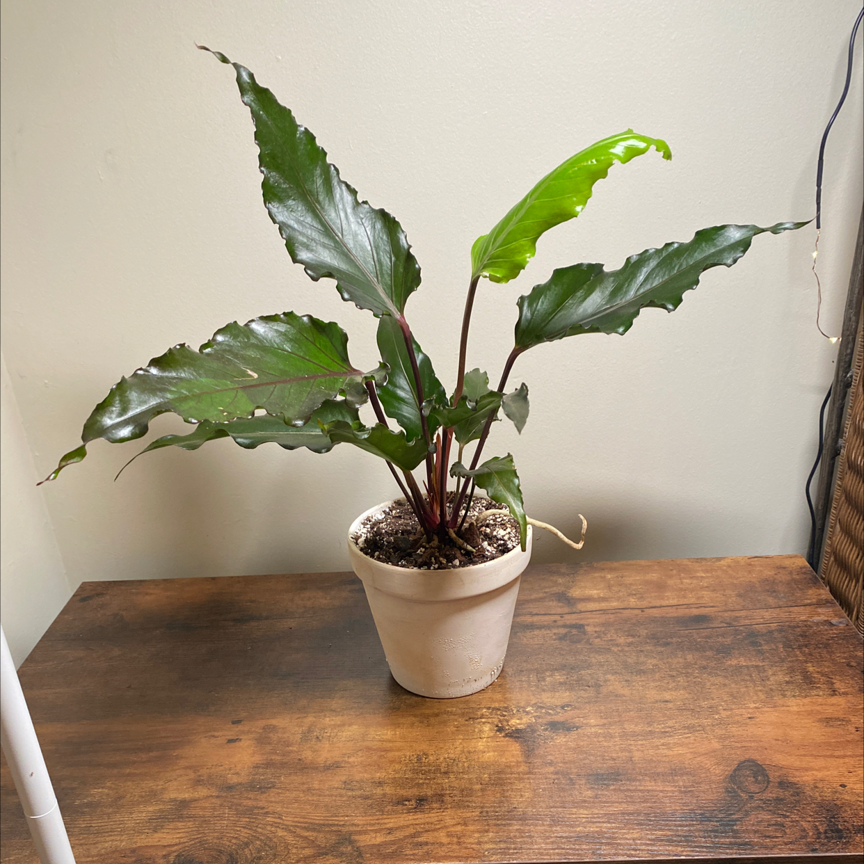 Photo of the plant species Anthurium Black Dragon by @JungleBoujee named Drac on Greg, the plant care app