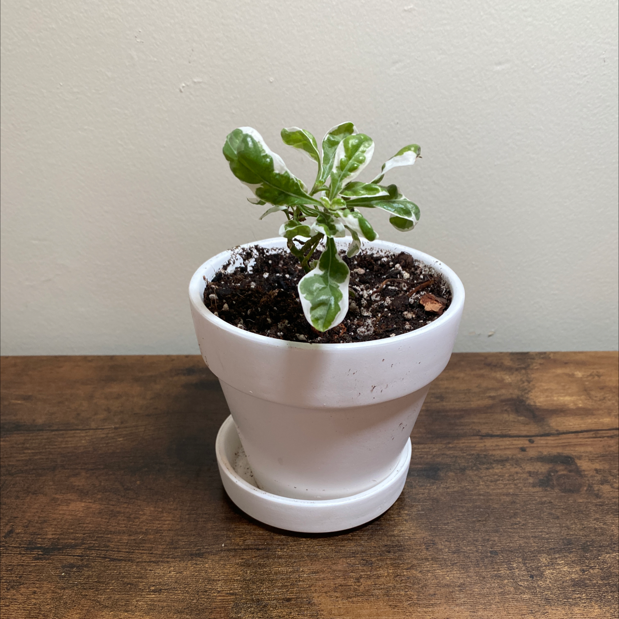 Photo of the plant species Waffle Plant 'Snow Queen' by @JungleBoujee named Frank on Greg, the plant care app