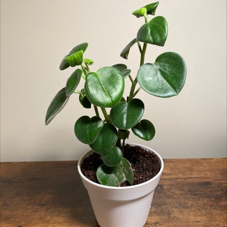 Felted Peperomia plant in Ocean Springs, Mississippi