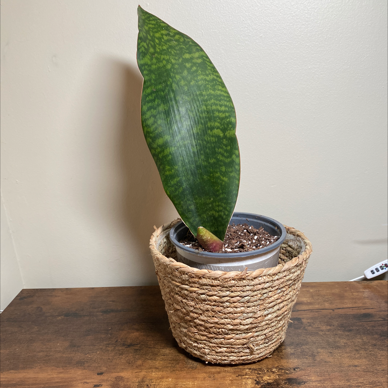 Photo of the plant species Whale Fin 'Black' by @JungleBoujee named Eric on Greg, the plant care app