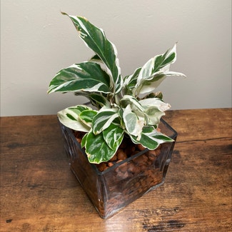 Calathea 'White Fusion' plant in Ocean Springs, Mississippi