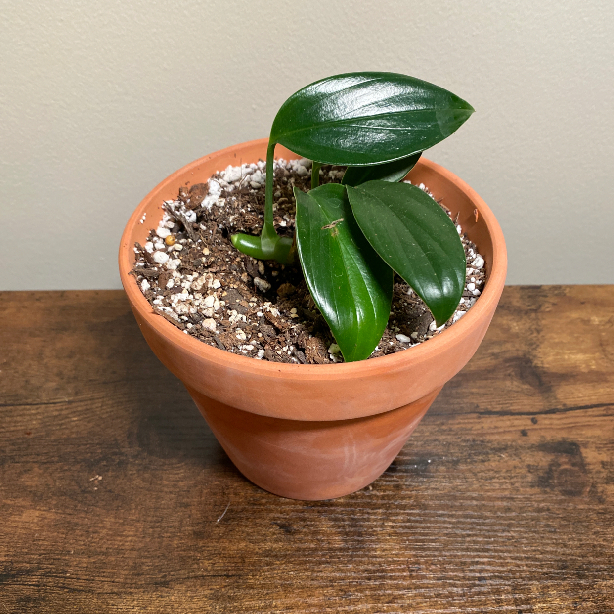 Photo of the plant species Rhaphidophora decursiva by @JungleBoujee named Rolph on Greg, the plant care app