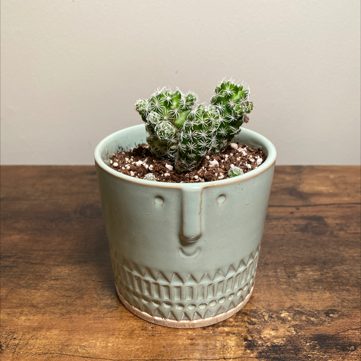 Photo of the plant species Thimble Cactus by @JungleBoujee named Succulent Thumbalina on Greg, the plant care app