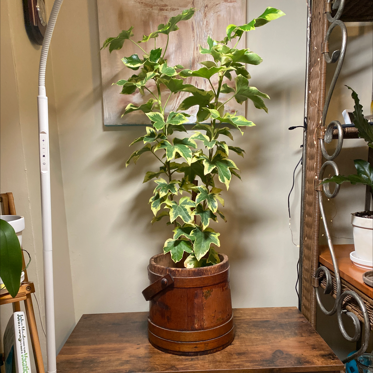 Photo of the plant species Fatshedera hybrid by @JungleBoujee named Fatshedara on Greg, the plant care app