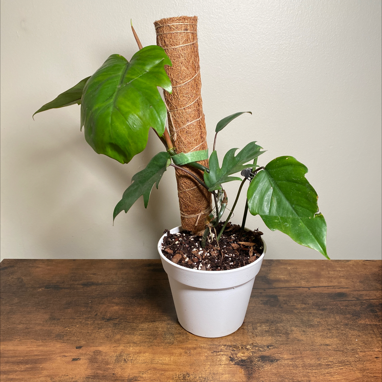 Philodendron mayoi plant in a white pot with a support pole, healthy green leaves.