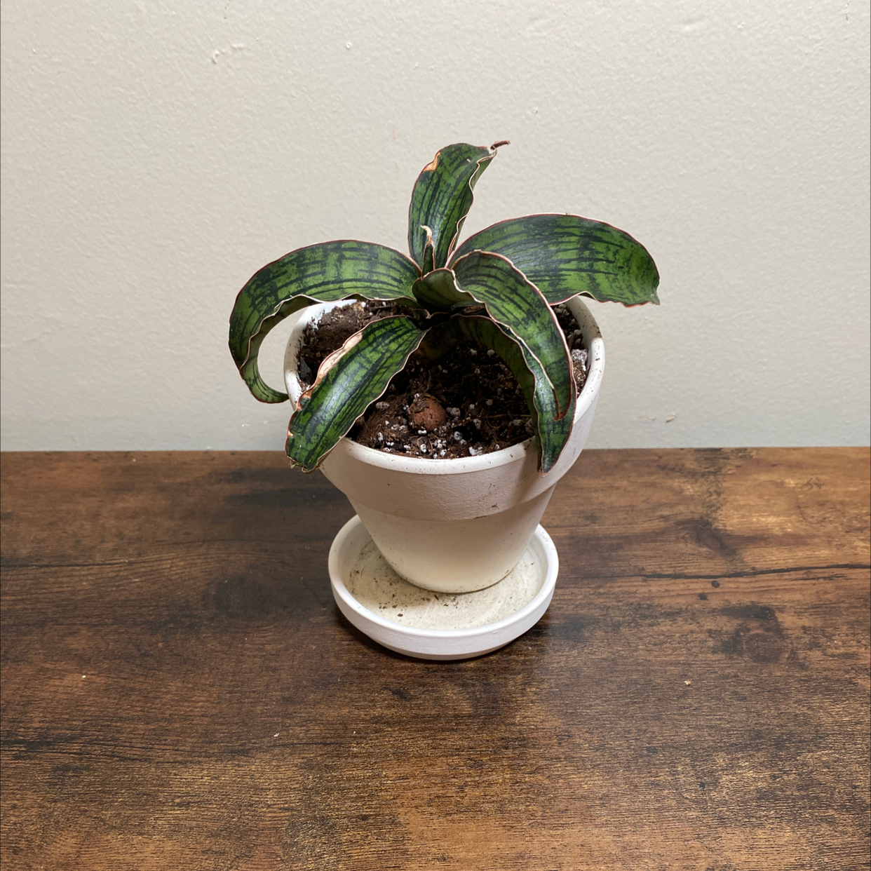 Photo of the plant species Snake plant by @JungleBoujee named Patrick on Greg, the plant care app