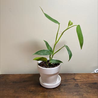 Lucky Bamboo plant in Ocean Springs, Mississippi