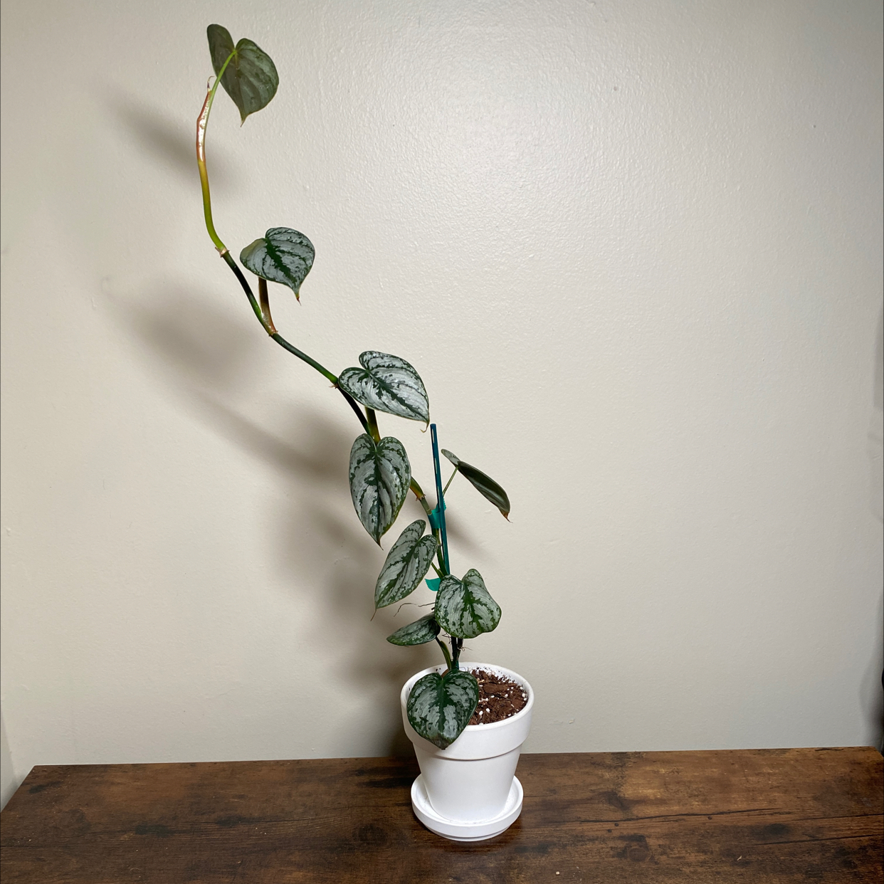 Photo of the plant species Silver Leaf Philodendron by @JungleBoujee named Barbi on Greg, the plant care app