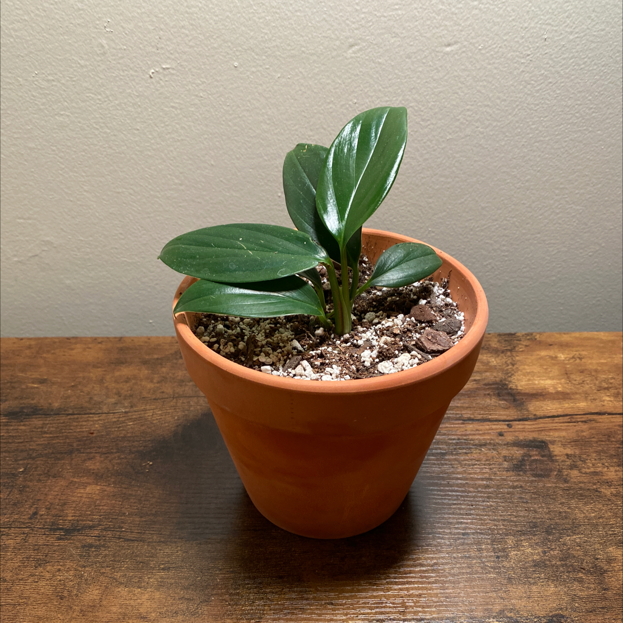 Photo of the plant species Rhaphidophora decursiva by @JungleBoujee named Liesl on Greg, the plant care app