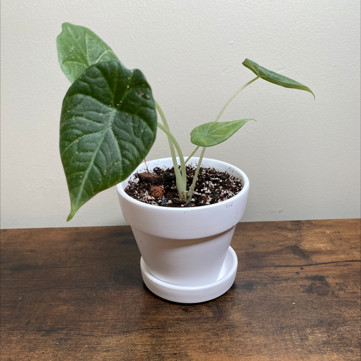 Potted Alocasia 'Maharani' plant with three healthy leaves on a wooden surface.