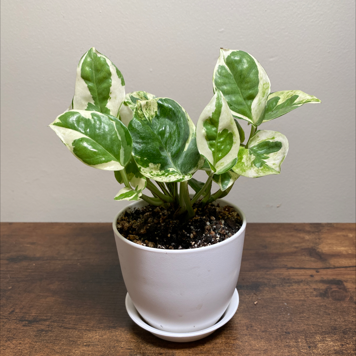 Photo of the plant species Pothos N' Joy by @JungleBoujee named Diablo on Greg, the plant care app