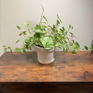 Vining Peperomia plant in Ocean Springs, Mississippi